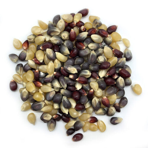 Tricolor Popcorn Kernels